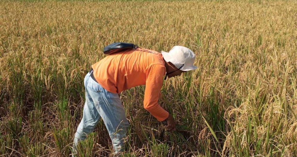 Demplot Digital Farming di Pekalongan Utara Jadi Harapan Baru Petani Lahan Terdampak Rob