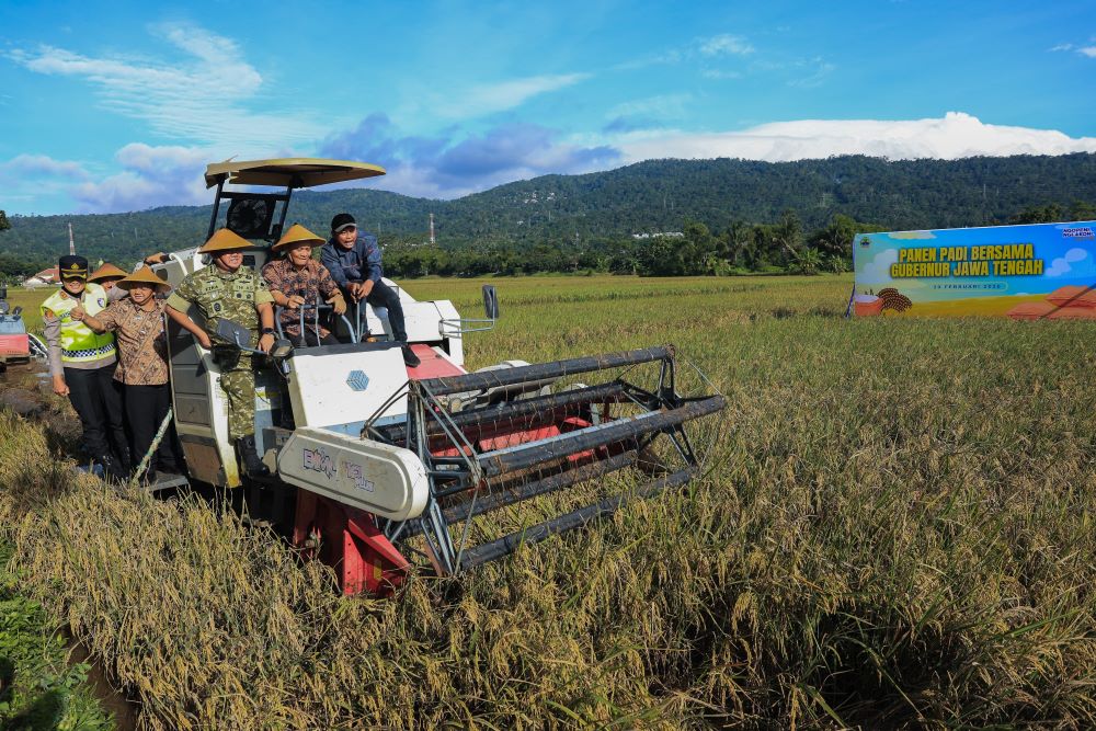 Panen Raya Serentak di Jateng Dimulai, Produksi Diproyeksi Tembus 3,35 Juta Ton dalam Tiga Bulan