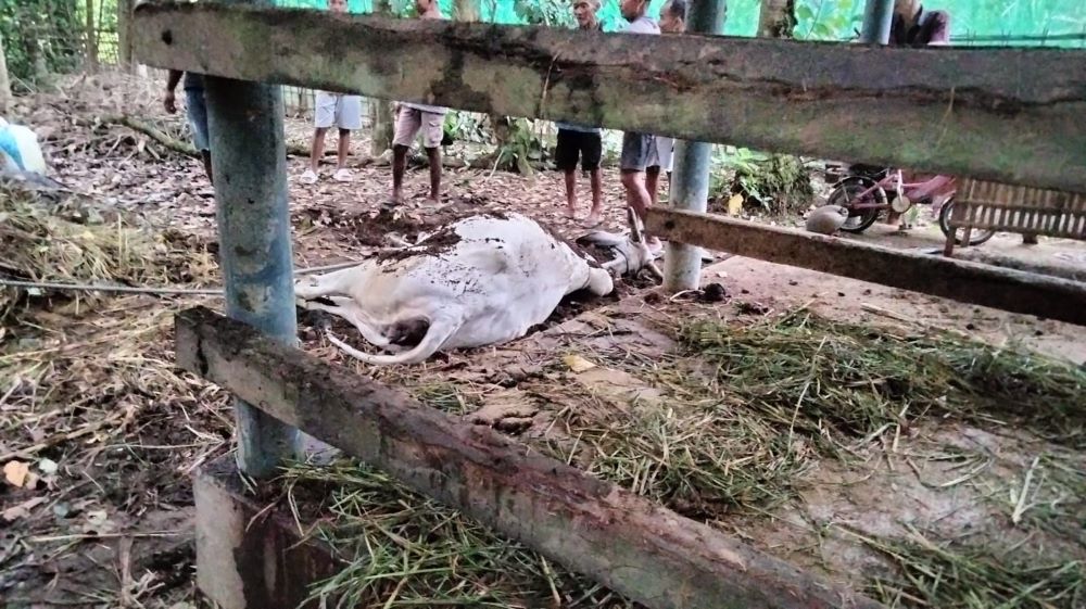 Cuaca Ekstrem di Klirong: Petir Hanguskan Pohon, Sapi Mati dan Rumah Warga Alami Kerusakan