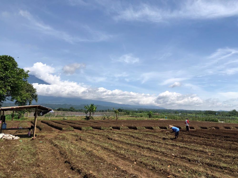 Hadapi Ketidakpastian Curah Hujan 2026, Kementan Perkuat Asuransi Padi