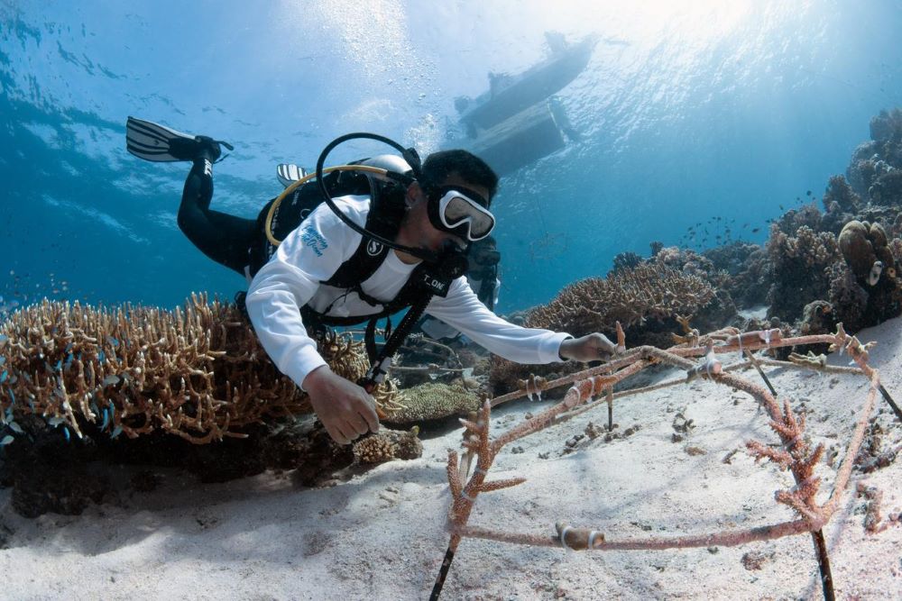 Efisiensi Armada hingga Konservasi Laut, PIS Tekan Emisi Karbon 116 Ribu Ton Sepanjang 2025